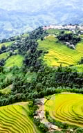 Mùa vàng Hoàng Su Phì bình yên giữa non cao Tây Côn Lĩnh