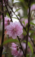 観光客がハノイ旧市街の春の花市場に興奮しながらチェックインしている。