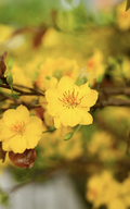 テトが近づくと、鮮やかな黄色のアプリコットの花が観光客を魅了します。
