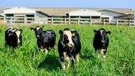 Chủ sở hữu sữa TH true Milk muốn huy động 1 tỷ USD: Soi khó dễ của thương vụ tỷ đô