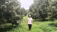 Un destacado agricultor vietnamita gana 15 mil millones de VND al año con su plantación de durian.
