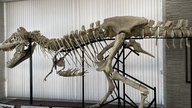 Eine Universität in Japan hat eine neue Abteilung gegründet, die sich der Dinosaurierforschung widmet.