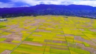 Temporada dourada nos campos de Muong Thanh