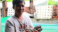 Un uomo della provincia di Ninh Thuan alleva rane, una specialità locale, in grandi gruppi in un vecchio porcile, e riesce a venderle tutte in breve tempo.