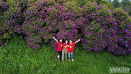 Vejen omkranset af rhododendronblomster i Cao Bang