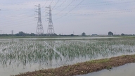 Risque de perte totale des récoltes sur de vastes superficies cultivées en riz d'été.