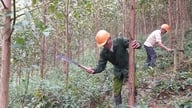 Nghe An ocupa o primeiro lugar no país em termos de área florestal.