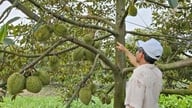 চীনে রপ্তানি করা ৩০ ব্যাচ ডুরিয়ানে ক্যাডমিয়ামের দূষণ কোথা থেকে এসেছিল?