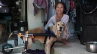 Tolak atau hentikan konsumsi daging anjing karena alasan-alasan sederhana berikut: