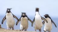 Fotografie divertenti di animali selvatici 2024