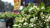 Tidlige pomeloblomster, der koster op til en halv million dong pr. kilogram, tiltrækker stadig kunder i Hanoi.