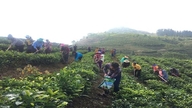 Muong Khuong (Lao Cai): 35 praktikanter fra etniske minoriteter modtager erhvervsuddannelse i tedyrkning.