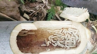Wenn man in Thua Thien Hue einen Bambusbaum spaltet, findet man einen Wurm, ein Tier, das noch nicht wiedergeboren wurde; manche rufen "Oh mein Gott!", andere sind gierig.