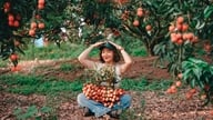 Tři místa, která se hodí na Instagram během pozdní sezóny liči v Bac Giangu.