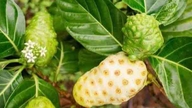 A noni gyümölcs 4 egészségügyi előnye