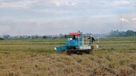 Récolte de plus de 4 000 hectares de riz de début de saison dans l'ouest de Hai Phong.