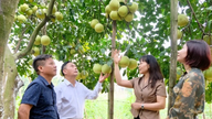 Hanoi: Valorizzare gli alberi di pomelo, puntando allo sviluppo sostenibile.