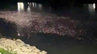 Tausende von Fischen reihten sich aneinander und bedeckten einen Abschnitt des Truoi-Flusses, was die Einwohner von Hue in Erstaunen versetzte.