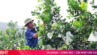 Ha Tinh amplia a área de cultivo de laranjas orgânicas.