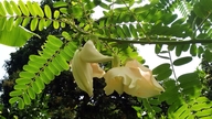 Gerichte aus Blüten… köstlich
