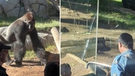 Gorilla smadrer gennem trelags hærdet glas, turister går i panik og flygter.