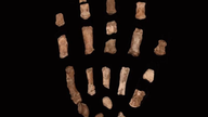 Der er fundet et fossil af en uddød slægtning til mennesket.