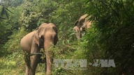 Una persona falleció en la comuna de Dak Wil, provincia de Lam Dong, presuntamente tras ser atacada por un elefante salvaje.