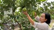 Ha Nam commune has turned off-season guava into a signature agricultural product.