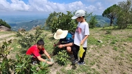 Pucuk hijau bertunas di puncak berbatu gunung Chu Nam.