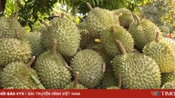 Hampir 2,000 kontena durian yang bertujuan untuk dieksport tersekat dalam tunggakan bekalan.