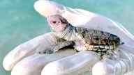 Un nido de 78 huevos contenía 14 tortugas albinas con ojos rosados ​​extremadamente raros.