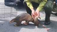 Ein seltenes, 5 kg schweres Java-Schuppentier verirrte sich im Stadtteil An Lac; Anwohner fingen es ein und übergaben es den Förstern.