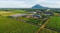 مساحت نیشکر در منطقه مواد اولیه AgriS Tay Ninh همچنان در حال رشد است.