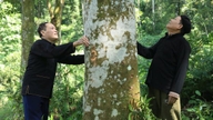 'Árbol de la Felicidad' en Xuan Ai