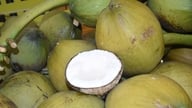 Melindungi kesihatan pokok kelapa Vietnam.