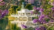 Lokale og turister udtrykker beklagelse, da "det smukkeste jacarandatræ i Da Lat" falder.