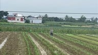 Hai Phong trotzt widrigen Wetterbedingungen und konzentriert sich auf den Anbau der Winterkulturen.