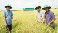 Vogtere af den vestlige regions flamme: Højner værdien af ​​ris og bevarer sjælen i traditionel sydvietnamesisk folkemusik.
