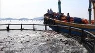 Nuôi biển công nghiệp vươn tầm kinh tế xanh - Bài 2: Nâng cao chuỗi giá trị