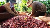 Arabica-kahvin hinta on laskenut alle 8 900 dollariin tonnilta.