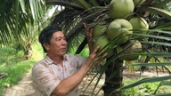 'Chìa khóa' nâng giá trị ngành hàng dừa vùng ĐBSCL