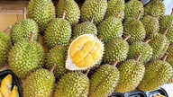 Durianpreise heute, 15. November: Stabil, Durian der Güteklasse A bleibt bei 105.000 VND/kg