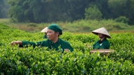 Thailand - een potentiële bestemming voor de Vietnamese thee-industrie.