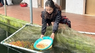 L'élevage de petits poissons génère d'importants revenus dans le quartier de Thien Huong.