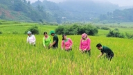 La riziculture biologique réduit les émissions dans la commune de Ban Xeo, une région montagneuse.