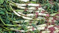 Para saborear um ensopado de frango com folhas azedas saboroso e nutritivo, acompanhe-o com os seguintes vegetais.