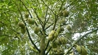 "Durian-tarhan pesu" uutta kautta varten.