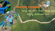 Mường Khương: Vùng sản xuất chuối hàng hóa trọng điểm của tỉnh