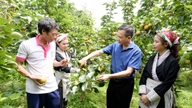 Le VH6 - le nouveau symbole de l'agriculture de montagne à Lao Cai.