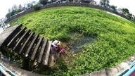 Les mauvaises herbes envahissent le canal de Tay Ninh.